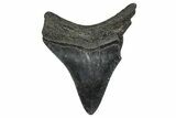 Juvenile Megalodon Tooth - South Carolina #368689-1